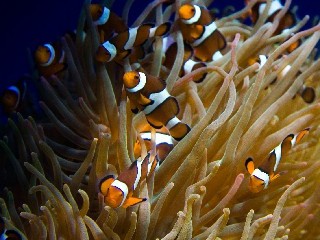 花呗套现可行吗？多重风险警示与正规财务规划建议