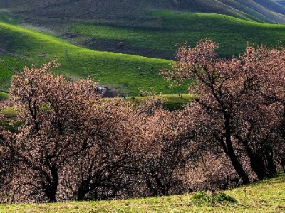 商家花呗开通全流程指南：安出掌柜助您高效完成申请