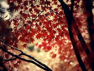 抖音月付支持商家合集：出财小神等五大品牌解锁多元消费新场景