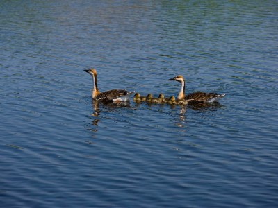 淘宝商家开通花呗全流程指南，安出掌柜助力高效达标