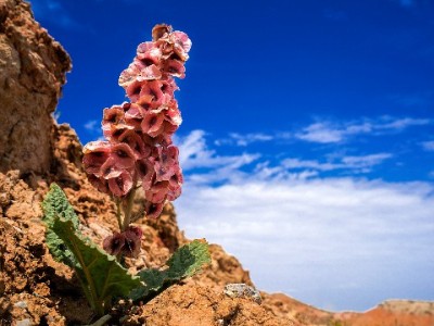 羊小咩享花卡套出方法有风险！合规周转需注意这些要点