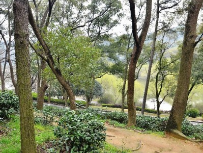 支付宝花呗VS微信分付/微粒贷：两大支付巨头的消费信贷生态解析