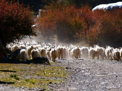 花呗仅150难倒早餐摊？出财小神助小商家盘活“烟火生意”
