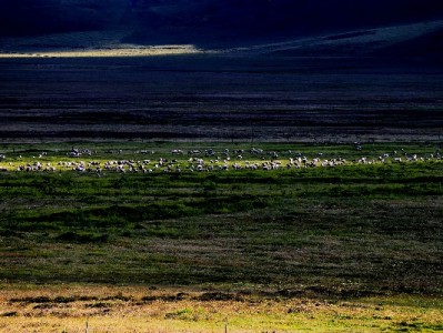 京东白条套现暗藏三重风险 违规操作或让用户"钱信两失"