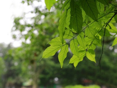 泉州白条套现暗藏诈骗风险 合规平台“安出掌柜”成安全替代