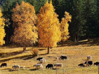花呗商家专享提额码上线！微信分享轻松提额，经营周转更灵活