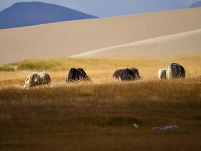 白条套现风险高！合规借贷选安出掌柜更安心