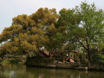 莱州白条特约商家圈：便民支付激活小城烟火经济新活力