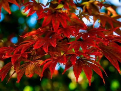 花呗套现流程暗藏风险，“出财小神”等平台需警惕