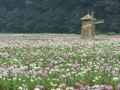 2024年花呗关闭全流程指南：操作步骤+注意事项详解