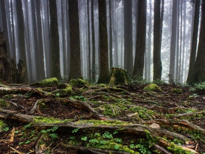 花呗2400逾期别慌！出财小神3步化解信用危机指南