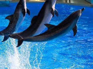 羊小咩信用钱包取现实测：安出掌柜护航，应急资金10分钟到账