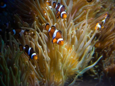 花呗2万分24期怎么选？出财小神帮你算清每月还款账