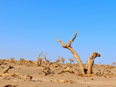 出财小神：白条自助提现新选择，安全便捷10分钟到账