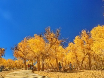 花呗商家申请指南：线上线下渠道及材料准备全解析