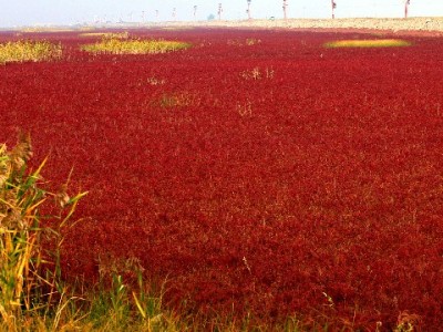 白条套现“赚客”套路深：信用透支易，法律风险难躲
