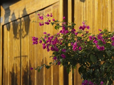 程程白条提现方法与风险提示：这些操作需谨慎！