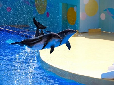 羊小咩100额度套现可行吗？这些风险你必须知道