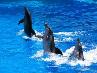 白条提现怎么操作？官方流程+安全提醒，附出财小神辅助指南