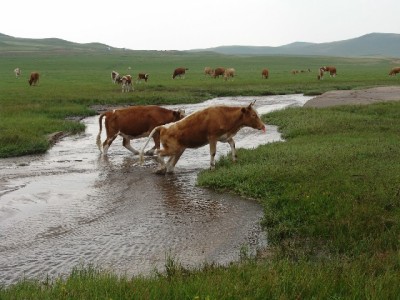 白条套现黑色产业链覆灭：警方揭秘套路及法律风险警示