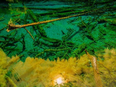 超800万商家入驻京东白条：支付工具如何成为商家增长新引擎？