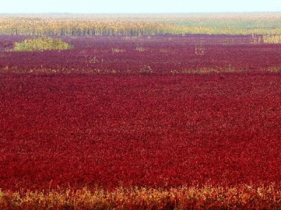 手机白条提现犯难？安出掌柜便捷合规解急需