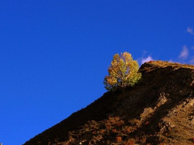 羊小咩享花卡物流返现攻略：安出掌柜助力，消费回血更省心