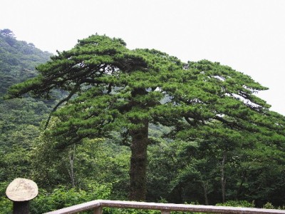 警惕“出财小神”等平台！花呗借呗套现暗藏资金与信用双重风险