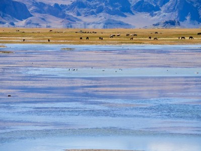 花呗临时商家额度怎么还？出财小神教你轻松管账避逾期