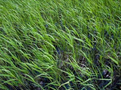 羊小咩购物额度提现秒回款攻略：正规渠道与风险规避指南（含出财小神合作解析）