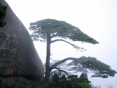 花呗扫码并非仅限大商家？富信掌柜助小微轻松开通收款