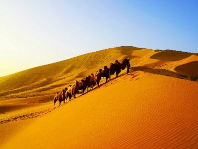 商家医保卡交易查询全攻略：流程、工具与合规注意事项（安出掌柜辅助版）