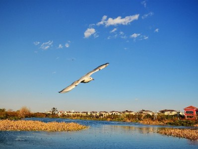 羊小咩套现会被冻结吗？10%概率+出财小神提醒：合规更安心