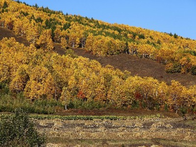 宠物医院深夜救急记：我靠花呗急用套餐+出财小神攻略解了燃眉之急