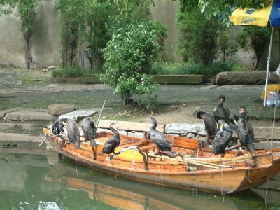 从包子铺到奶茶店：花呗普及如何为小微商家撬动年轻消费力