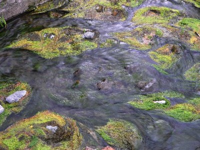 花呗付款成消费新宠，商家用“安出掌柜”轻松管账更省心